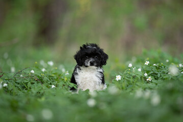 Fototapeta premium A small, black and white Cavapoo puppy sits attentively among lush green plants and delicate white flowers. It looks directly at the viewer in a field