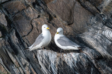 A Pair Of Black-Legged Kittiwakes (Rissa Tridactyla) Are Sitting On A Rock