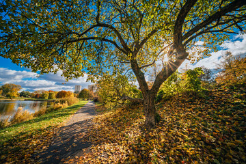 Jesienne kolorowe drzewa w słoneczny dzień. Promienie słońca przedzierające się przez kolorowe liście jesiennych drzew