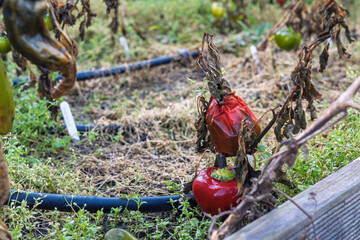 Zgniłe, zmarznięte, zmarnowane warzywa w ogródku – jesienne zniszczenia po zbiorach. warzywa nie zebrane na czas