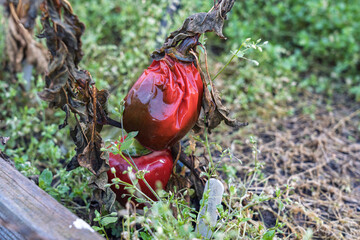 Zgniłe, zmarznięte, zmarnowane warzywa w ogródku – jesienne zniszczenia po zbiorach. warzywa nie zebrane na czas