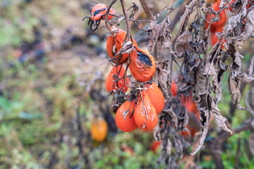 Zgniłe, zmarznięte, zmarnowane warzywa w ogródku – jesienne zniszczenia po zbiorach. warzywa nie zebrane na czas