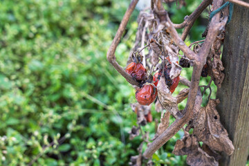 Zgniłe, zmarznięte, zmarnowane warzywa w ogródku – jesienne zniszczenia po zbiorach. warzywa nie zebrane na czas