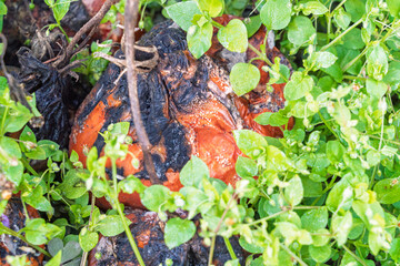 Zgniłe, zmarznięte, zmarnowane warzywa w ogródku – jesienne zniszczenia po zbiorach. warzywa nie zebrane na czas