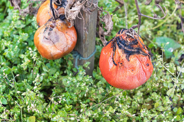 Zgniłe, zmarznięte, zmarnowane warzywa w ogródku – jesienne zniszczenia po zbiorach. warzywa nie zebrane na czas