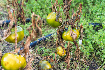 Zgniłe, zmarznięte, zmarnowane warzywa w ogródku – jesienne zniszczenia po zbiorach. warzywa nie zebrane na czas