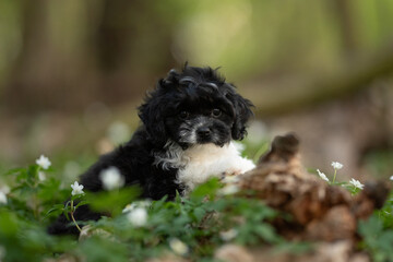 Fototapeta premium A small, black and white cavapoo puppy sits among green plants and white wildflowers. The dog looks directly at the camera. It appears to be enjoying the forest and natural setting