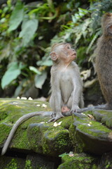 Baby macaque looking up at its mother in the tropical forest of Bali, Indonesia