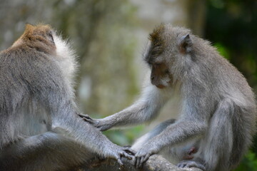 Adult macaques grooming each other in the tropical forest of Bali, Indonesia