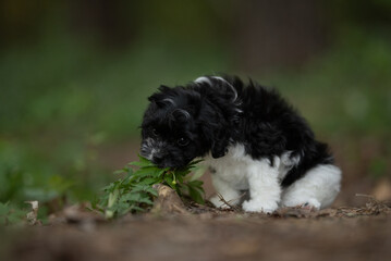 Fototapeta premium A small black and white cavapoo puppy sits on the ground, nibbling on some green leaves. The puppy is outside, surrounded by greenery, on a nice day