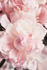 Close-up of pink peonies with dew drops on petals