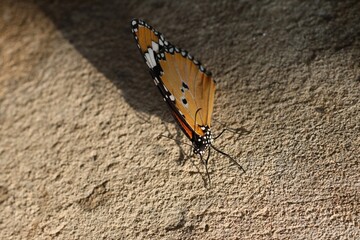 Orange and Black Butterfly Resting on a Rough Wall Surface in Natural Sunlight – Close-Up Nature Photography