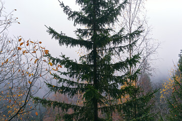 Landscape by the Sulustaddalen Valley, Toten, Norway, October 2025.