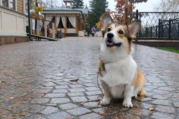 Pembroke welsh corgi dog sitting on wet cobblestone path