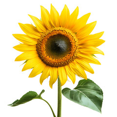 Fototapeta premium Vibrant yellow sunflower with green leaves isolated on transparent background