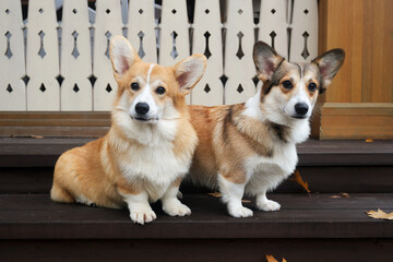 Two pembroke welsh corgis sitting on porch steps