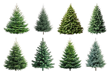 Obraz premium PNG Variety of evergreen trees, element set on transparent background