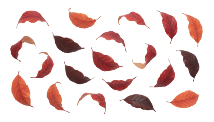 Isolated Autumn Leaves in Varying Shades of Red