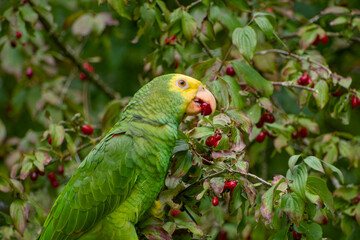 Yellow-headed Amazon parrot eating cornelian cherries on a tree branch in Stuttgart, Germany