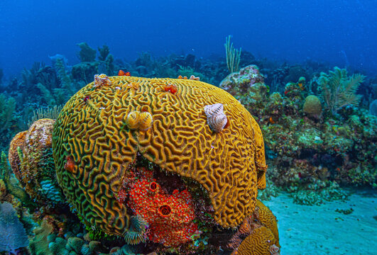 Caribbean coral garden, Roatan Honuras