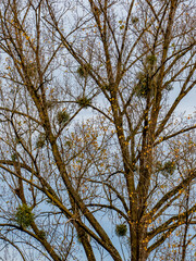 Misteln auf einem Baum