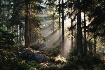 Obraz premium Enchanting forest scene with sunbeams breaking through tall trees and lush greenery, creating a magical ambiance of tranquility and solitude amidst stones and low vegetation