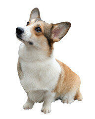 Welsh corgi dog sitting looking up on isolated white background