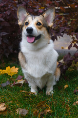 Corgi puppy sitting on grass in autumn leaves
