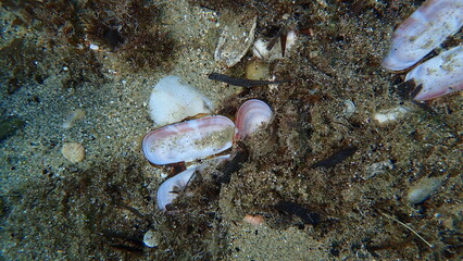 Rosy razor clam or scraper clam (Solecurtus strigilatus) shell undersea, Aegean Sea, Greece, Halkidikii, Pirgos beach