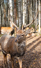 Close-up view of a dappled deer with antlers in a wooded area during autumn sunlight