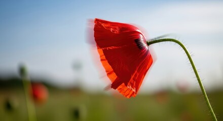 Vibrant red poppy in bloom against blurred field background