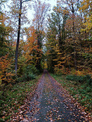Fototapeta premium autumn in the forest