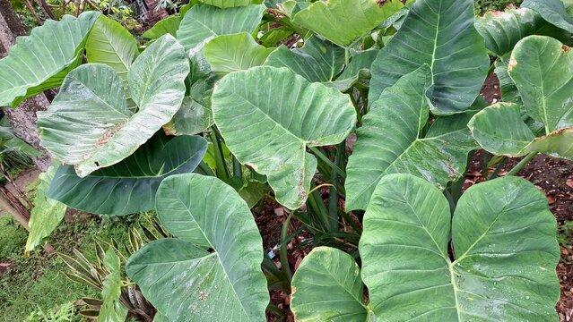 Tropical taro plant Colocasia esculenta edible root crop with giant green leaves grown in humid garden perfect for food agriculture and exotic plant stock photo