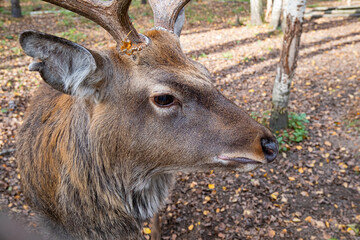 Close-up view of a dappled deer with antlers in a wooded area during autumn sunlight