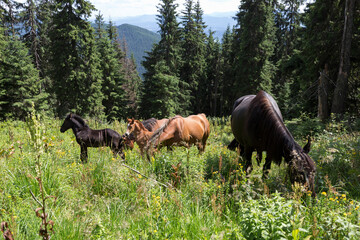 Wild horses like mustangs graze on clean alpine meadows. Horses in the mountains on pasture. Carpathian horses on a meadow.