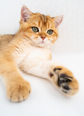 A fluffy orange cat A British Golden Chinchilla with striking green eyes is lying peacefully on a white background lies under the rays of the sun