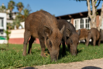 Two young wild boars grazing on green grass in a suburban backyard on a sunny day, surrounded by nature and residential buildings in the background