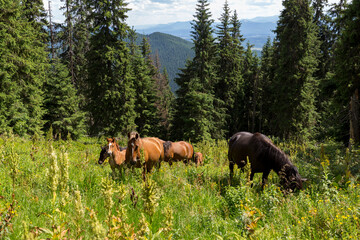 Wild horses like mustangs graze on clean alpine meadows. Horses in the mountains on pasture. Carpathian horses on a meadow.