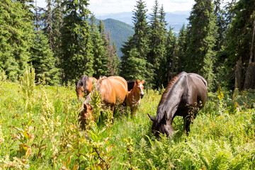 Wild horses like mustangs graze on clean alpine meadows. Horses in the mountains on pasture. Carpathian horses on a meadow.