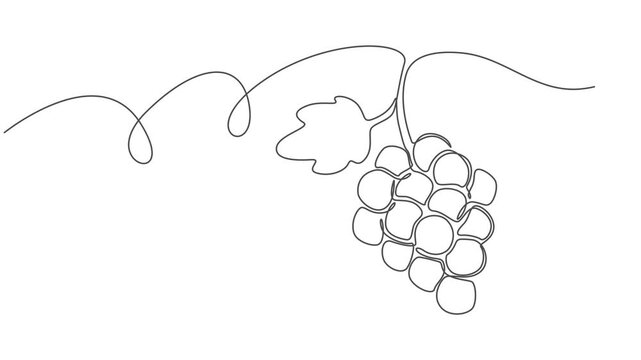 Self drawing line animation healthy organic grapes Fresh tropical fruitage continuous one single line drawn concept video, Fresh tropical fruitage concept for fruit orchard garden icon. Full length on