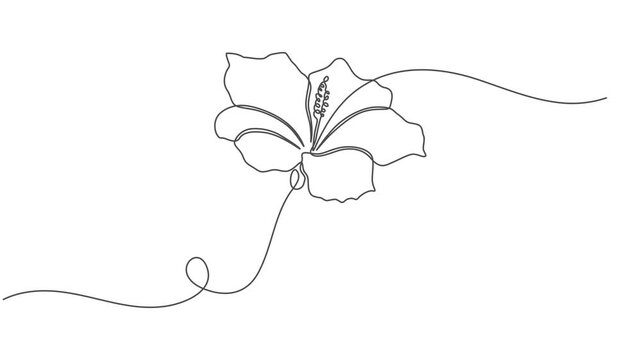 Hibiscus flower in one continuous line drawing animation, Single line draw of beauty fresh hibiscus flower for garden logo identity. 4K video animation, Tropical floral style, love romantic concept.