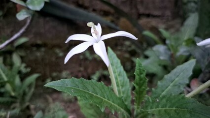 Serene white Hippobroma longiflora flower amidst green leaves, providing a natural and calming backdrop for designs related to traditional medicine and plant properties