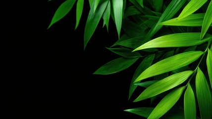 Fototapeta premium Leafy Shrub Aesthetic concept. Lush green bamboo leaves against a dark background.