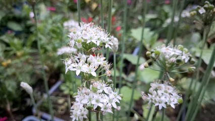 White Allium Nigrum in Full Bloom, Black Garlic Broad-Leaved Leek Close-up