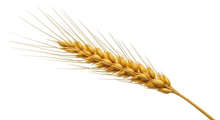 Single ear of wheat isolated on white background