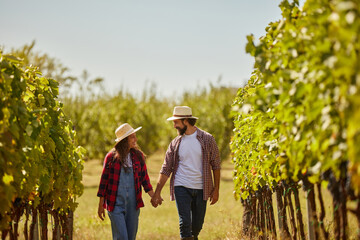 A couple strolls together through lush vines in their family vineyard, smiling and enjoying the...