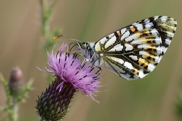 A Checkered White Butterfly rests on a purple Thistle Flower in Summer