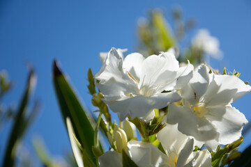 White Oleander Flowers close up