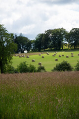 Field with multiple round bales of hay