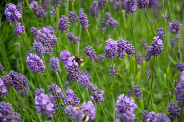 Bee on a stalk of English lavender